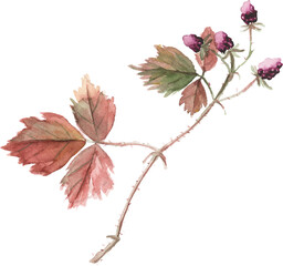 Fototapeta premium Abstract vector watercolor illustration of autumn blackberry. Hand drawn nature design elements isolated on white background.