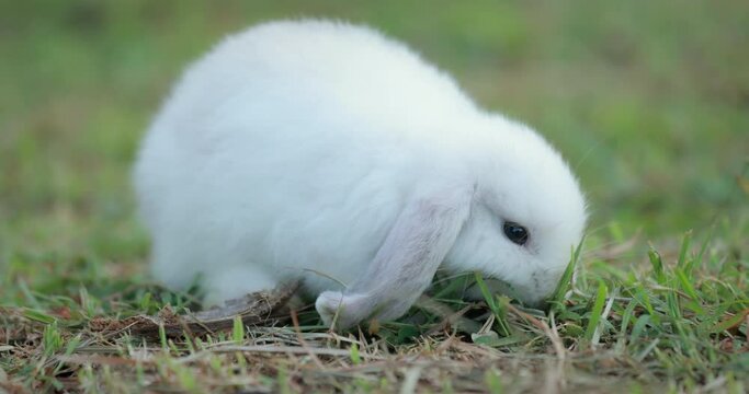 Slow motion shot of easter bunny eating a grass in the meadow