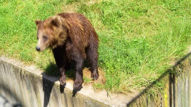 Female bear jumps in place in the zoo