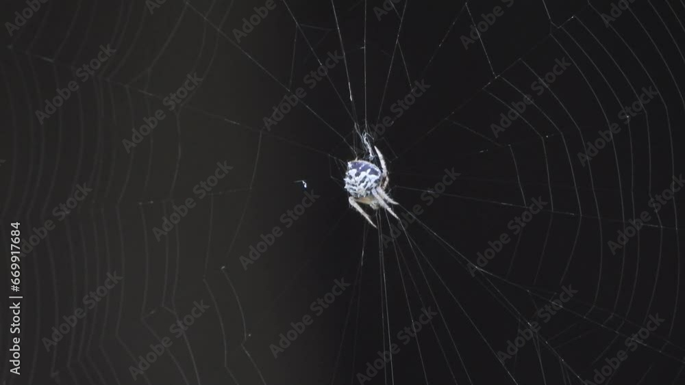 Poster spider making web - in web .