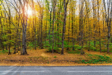 Asphalt road through yellow autumn forest