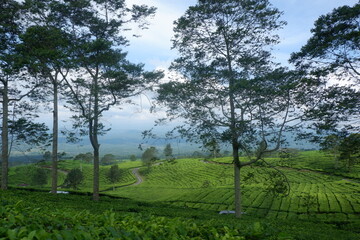 Tea gardens in Pagar Alam, Indonesia.