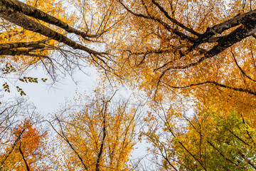 Branches of autumn forest against the sky