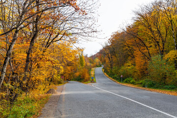Road fork in autumn yellow forest