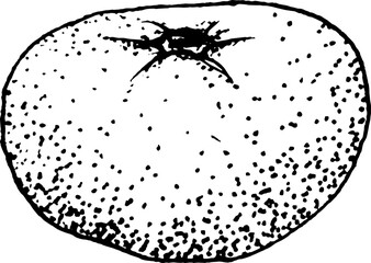 Hand drawn tangerine and slices vector illustration Decorative design element,tangerine