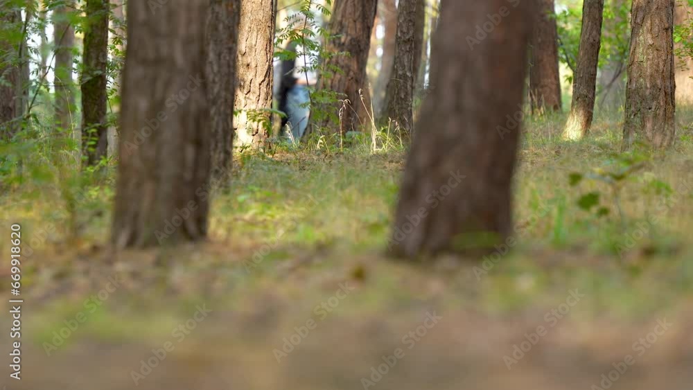 Poster close-up of tree trunks in a dense, sunlit forest. sunlit forest floor with tall tree trunks and und