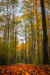 October in the Forest with Vibrant Hues of Orange, Red and Yellow as Leaves fall from the Trees