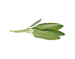 Thyme herb transparent png