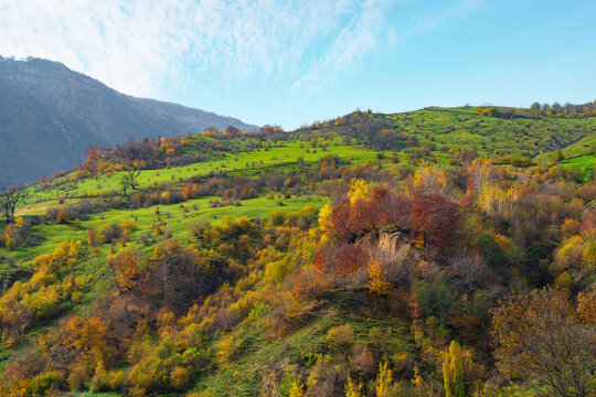 Colorful autumn trees on a mountainside