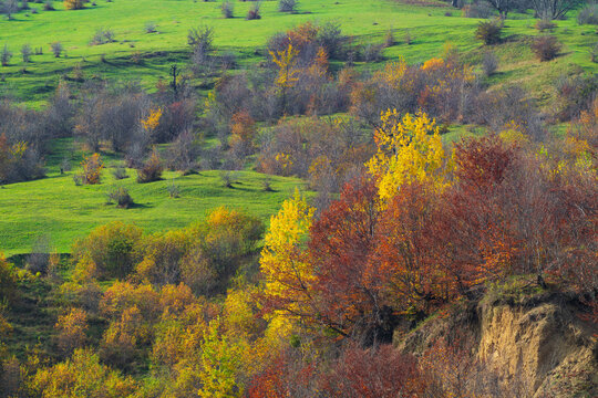 Colorful autumn trees on a mountainside