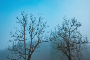 Fototapeta na wymiar Haunting beauty of bare deciduous tree branches shrouded in fog. A mesmerizing blend of starkness and mystery.