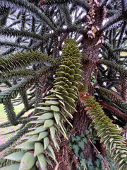 Araucaria araucana, detail of the leaves and branches