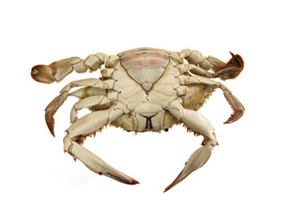 red crab isolated on white background