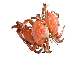 red crab isolated on white background