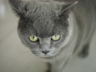 British shorthair cat closeups