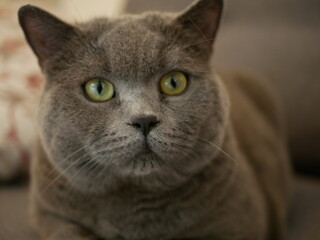 British shorthair cat closeups