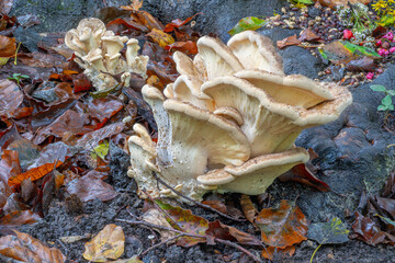 Champignon Polypore Geant
