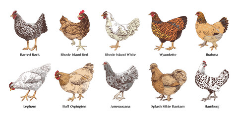 Hand drawn chicken breeds vector collection - obrazy, fototapety, plakaty