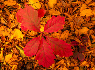 Oak branch with yellow leaves in autumn forest