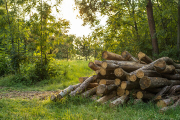 Wood logs along a forest road