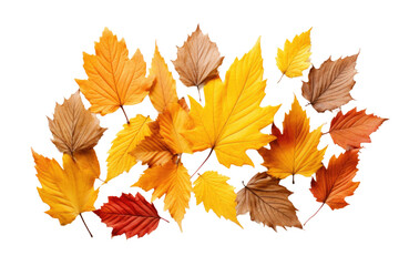 Picturesque Autumn Leaves Arrangement Isolated on Transparent Background