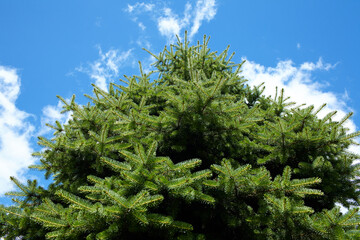 fir tree over blue sky