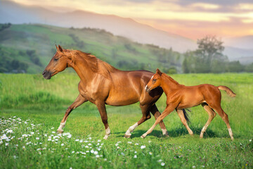Red foal with mare - 669936873