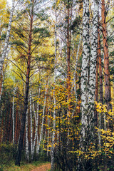 Autumn forest with yellow birches and pines