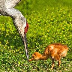 Close-up photo of a Florida sandhill crane parent feeding a bug to its newborn chick or colt. 