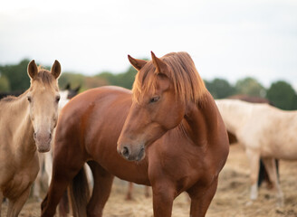 Freiberger Pferd