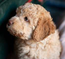 Lagotto Welpe Orange