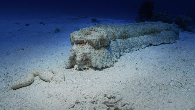Big Sea Cucumber (Thelenota anax) is crawling on sand bottom. Afecal mounds in front. Maldives, Indian Ocean