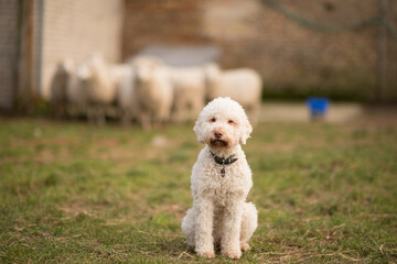 Lagotto Romagnolo und Schafe