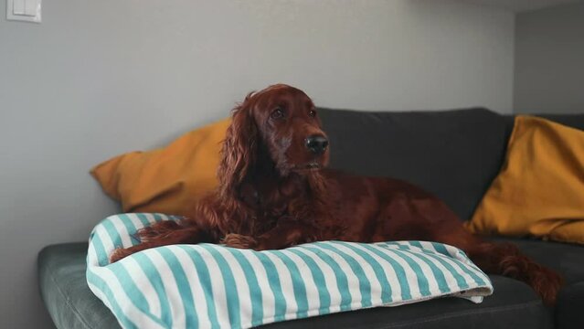 Happy cute Irish setter dog puppy relaxing on blanket. Concept of cozy home, comfort, warmth, autumn, winter.