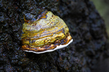 A close up of a formitopsis, bracket fungi. Also known as shelf or polypore fungi, it grows on trees. Here is a layered colourful type - 669941834