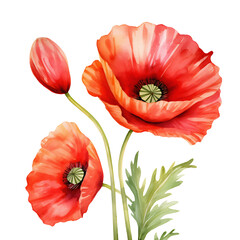 watercolor poppies, red poppies isolated on transparent background