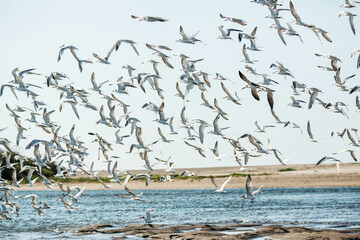 Colony of flying terns (Sterninae)