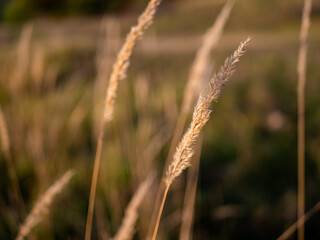 grass in the wind