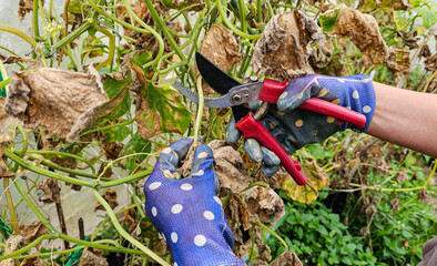 Women's gloved hands cut off dried cucumber stalks with a pruner