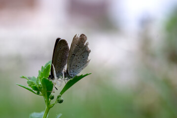 butterfly on a flower