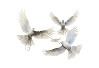 white dove isolated on white