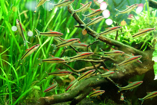 aquarium with group of small fish