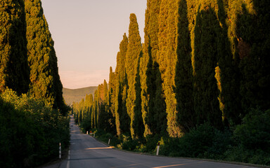 Cypress line a straight avenue at sunset in Bolgheri Tuscany, Italy