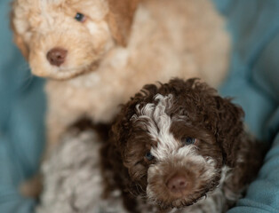 Lagotto Romagnolo Welpen
