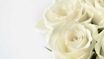 White background of roses flower. Greeting card. Summer or spring floral composition. Copy space.