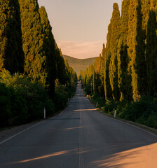 Cypress line a straight avenue at sunset in Bolgheri Tuscany, Italy