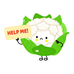 Sick Cauliflower asks for help character. Vector hand drawn cartoon kawaii character illustration icon. Isolated on white background. Suffering unhealthy Cauliflower character concept