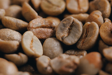 Texture raw green coffee beans. Concept inspection quality before roasted