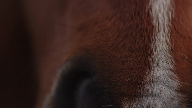 Wild horse in his natural habitat. A "caballo Criollo" in Uruguayan countryside.