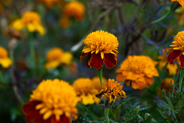 Marigolds are orange and yellow autumn flowers of the Asteraceae family, Tagetes patula.